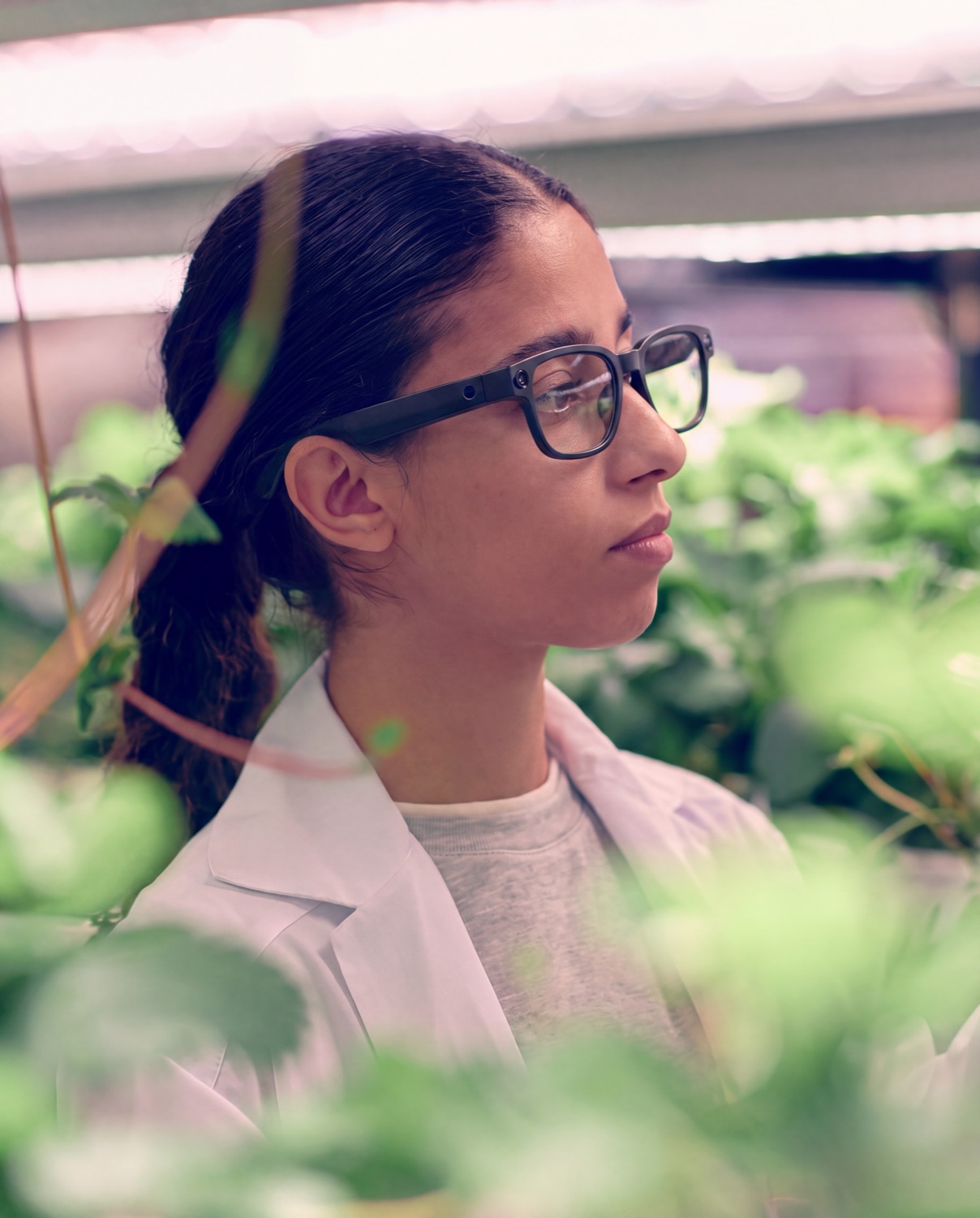 Bower in use, controlled-environment research